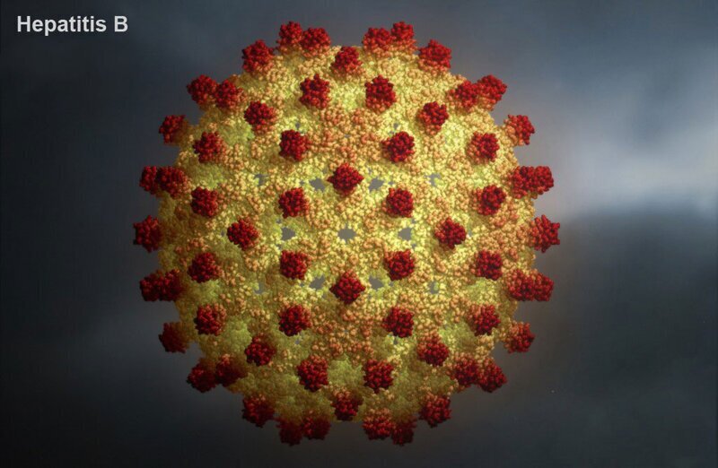 Вирус гепатита Б (С тоже весьма похож). От гепатита (всех видов) в мире ежегодно заражаются более 200.000 человек, около 40% умирают