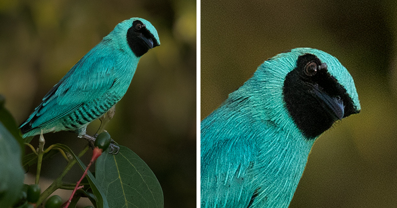 Невероятные птицы Перу