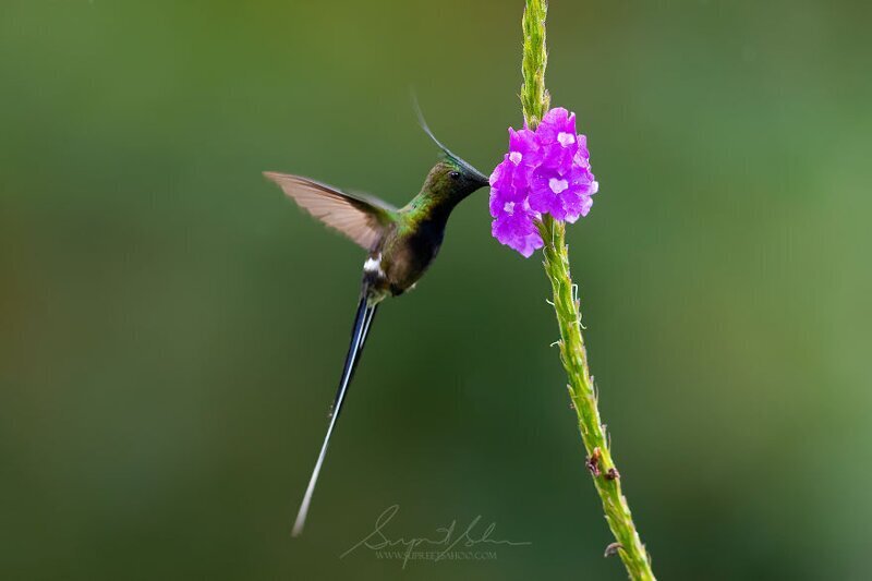 Острохохлый колючехвостый колибри