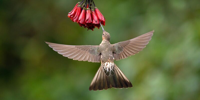 Гигантский колибри