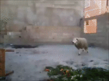 Гифки разные