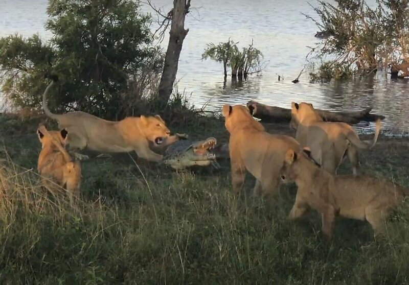 Львы прогнали заглянувшего к ним на трапезу крокодила
