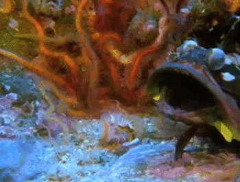 Гифки разные