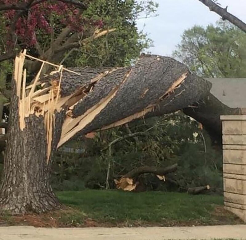 Дерево, которое закрутило торнадо