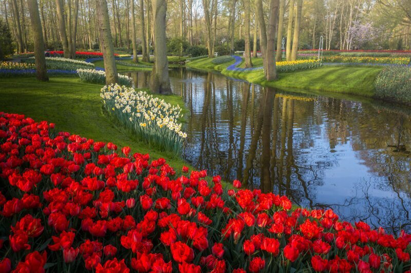 Самый красивый в мире парк тюльпанов пустует впервые за 70 лет