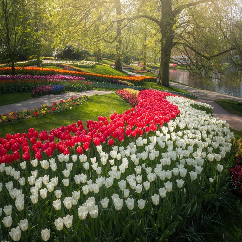 Самый красивый в мире парк тюльпанов пустует впервые за 70 лет