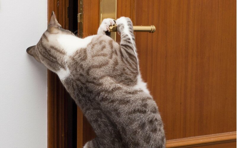 Откройте это немедленно: почему кошки некомфортно себя чувствуют в помещении с закрытыми дверями?