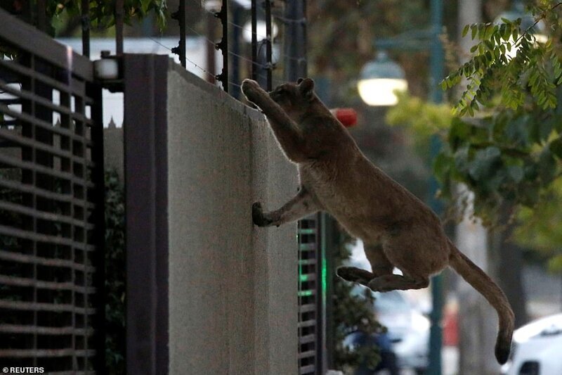 В Сантьянго (Чили) на рассвете 24 марта в жилом районе поймали пуму. Животное отправили в зоопарк