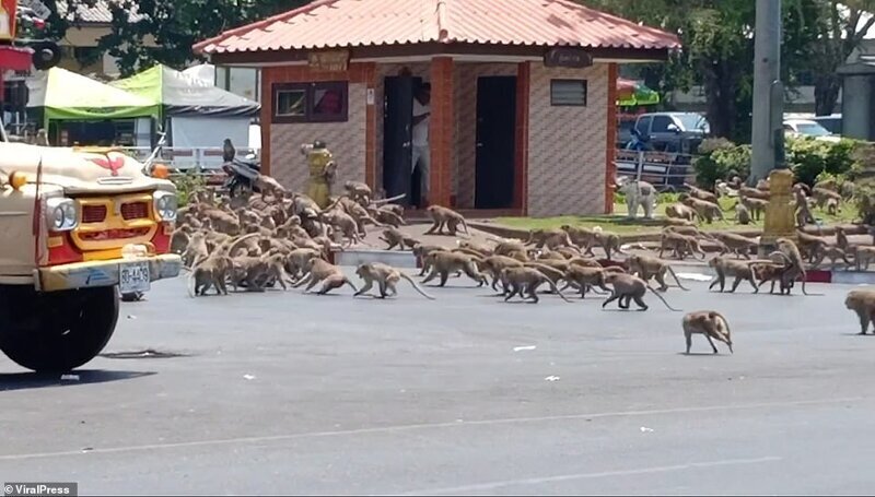 В Лопбури (центральный Таиланд) по городу бегают сотни обезумевших от голода обезьян