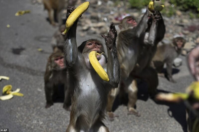 В Индии, как и в Таиланде, совершенно распоясались обезьяны. Выходят на демонстрации, требуют жрать