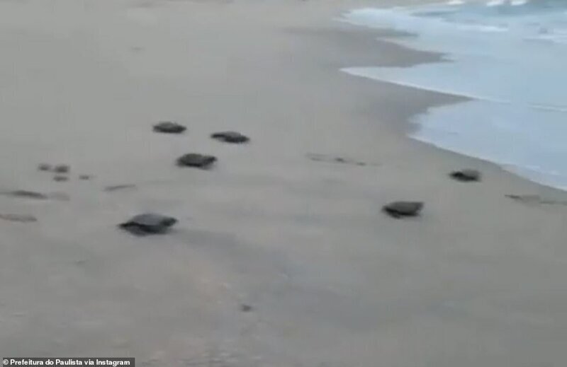 В Бразилии на берегу пляжа Джанга в Паулисте за март и апрель вылупилось более 200 морских черепах