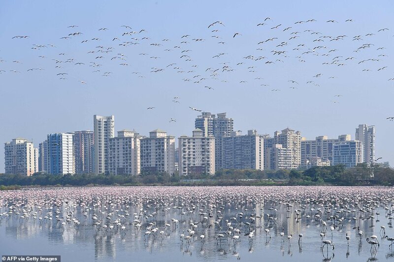 В лагуны Мумбаи (Индия) прилетели огромные стаи фламинго