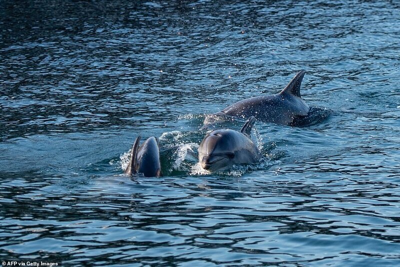 В Босфоре (Турция) прямо-таки нашествие дельфинов