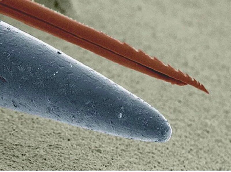 Жало пчелы и кончик швейной иглы под микроскопом