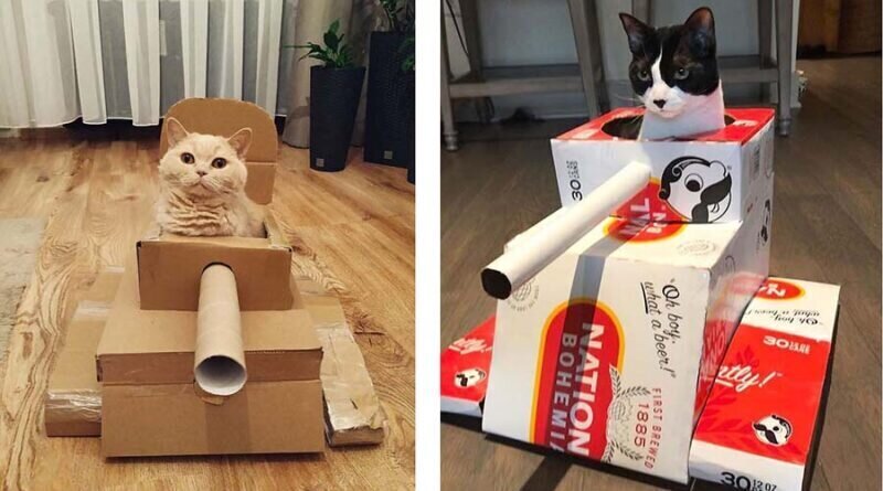 Владельцы котов мастерят им танки из картона