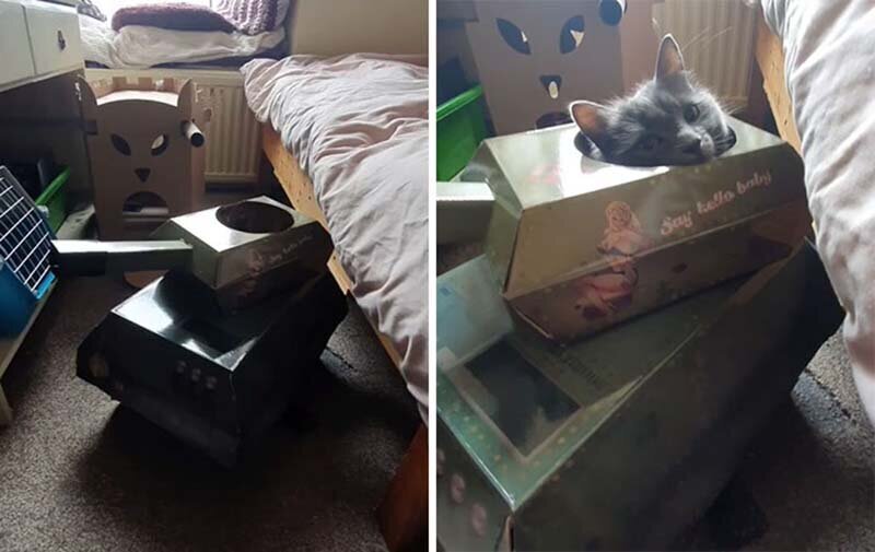 Кот в танке: владельцы домашних животных строят для своих любимцев картонную бронетехнику