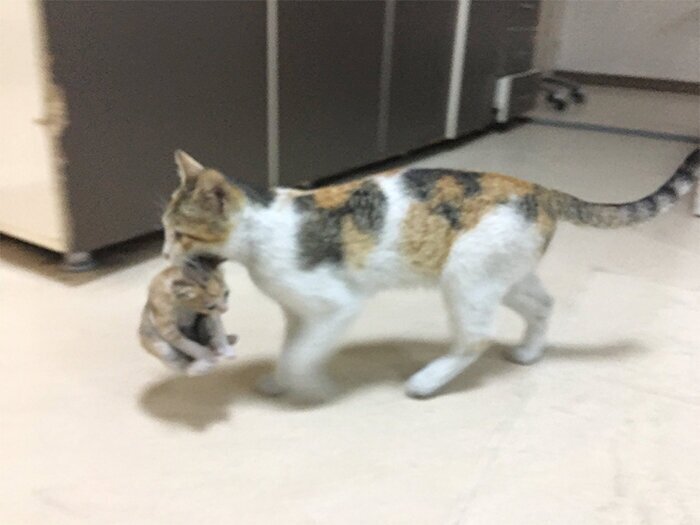 Кошка принесла своего котенка на медицинский осмотр в больницу