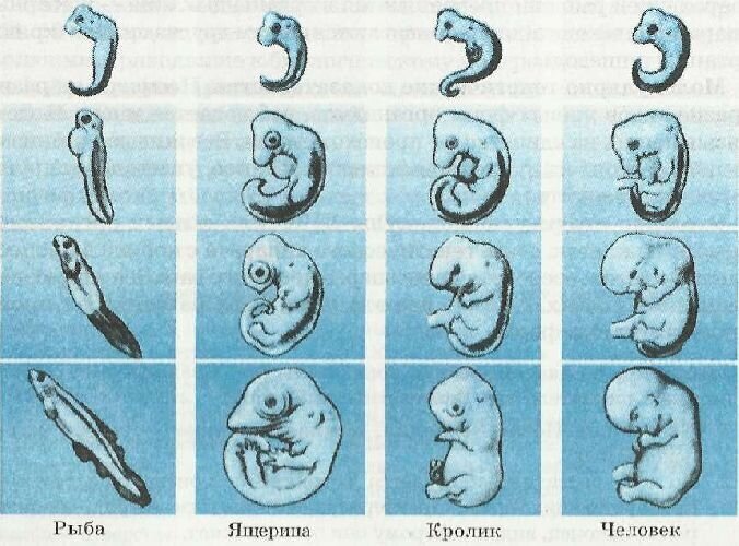 Периоды раннего развития эмбриона