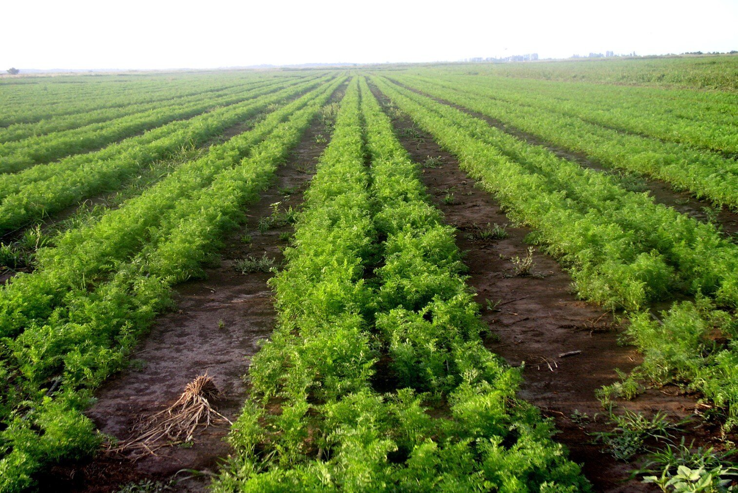 Урожайность альбиона. Плантации моркови. Поле грядки. Морковное поле. Поле урожай.