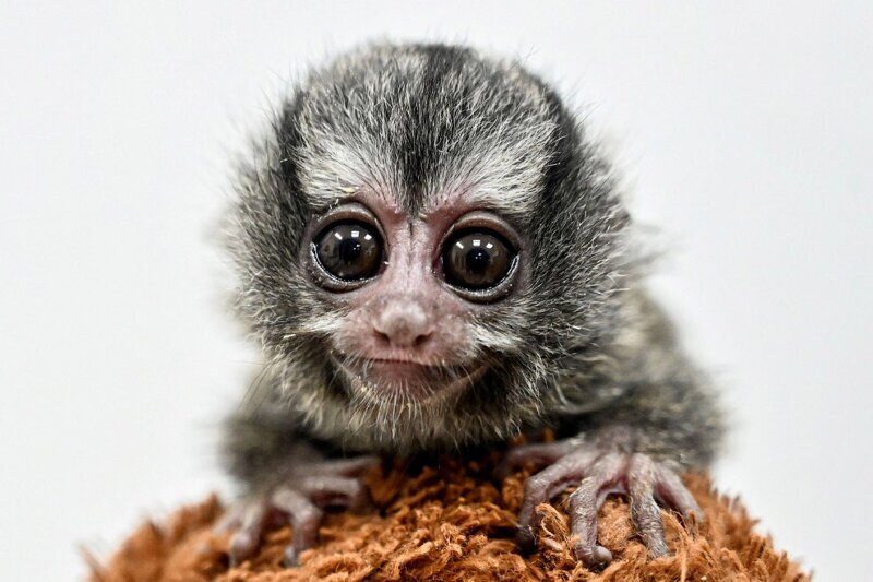 Панамская мирикина — вид млекопитающих надсемейства широконосых обезьян. Обитает в тропических и субтропических лесах Южной Америки. (Фото Luis Robayo):