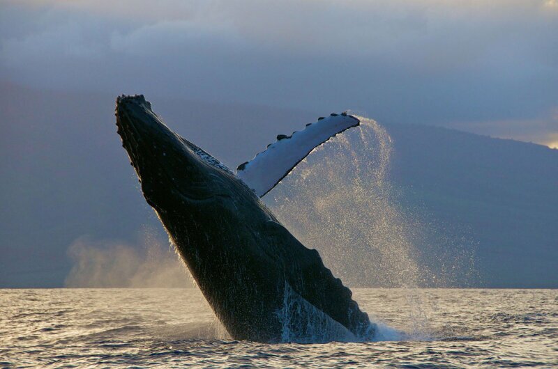 Горбатый кит. Из всех китов это самый игривый и легконравный, всегда окружённый весёлыми брызгами и белой пеной. (Фото Share Your Experiences):