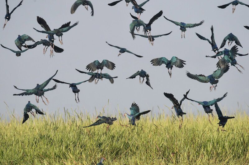 Птицы на водно-болотных угодьях, Мьянма. (Фото Ye Aung Thu):