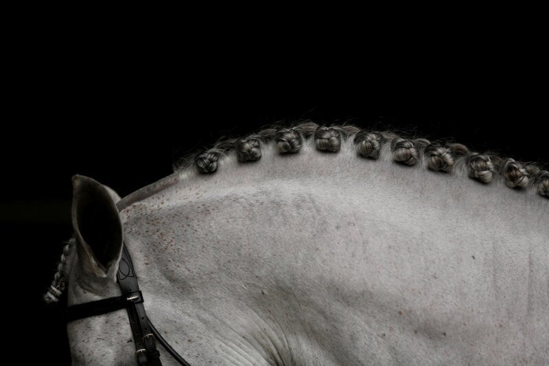 Породистая испанская лошадь в Севилье, Испания. (Фото Marcelo del Pozo):