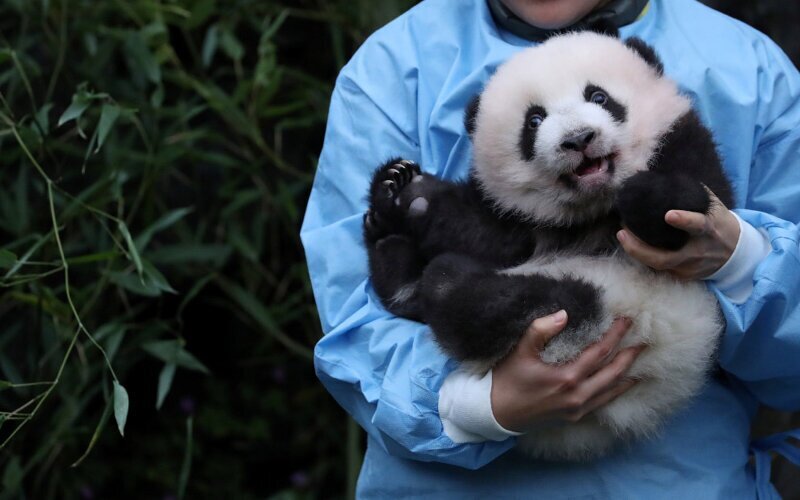 Трехмесячная панда. (Фото Yves Herman):