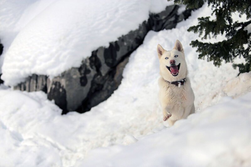 Сибирский хаски по кличке «Фистик». Общее название для нескольких пород ездовых собак, выведенных в северных регионах, которые отличаются быстрой манерой тянуть упряжку. (Фото Mustafa Hatipoglu):