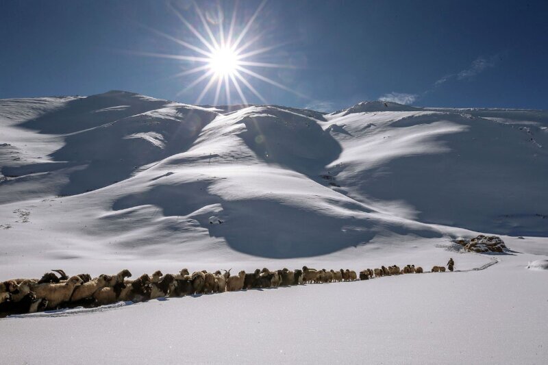 Пастух со своим стадом в Ване, Турция. (Фото Ozkan Bilgin):