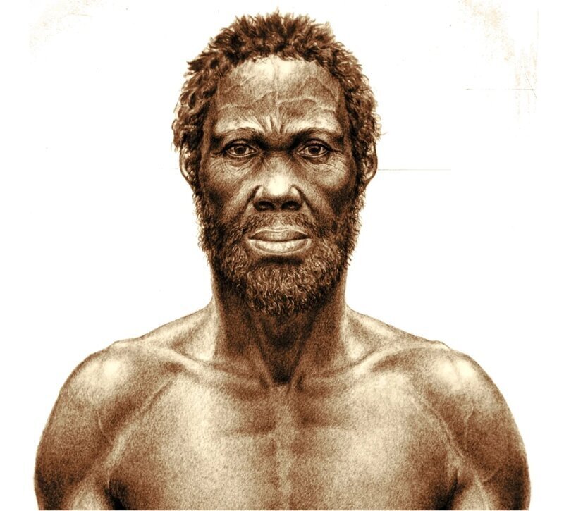 3. Homo Sapiens idaltu, жил 160 тысяч лет назад. Перед вами «человек из Херто-Бури». Херто-Бури — местность в Афарской котловине в Эфиопии. Ученые считают, что Homo Sapiens idaltu прямой предок современных людей.