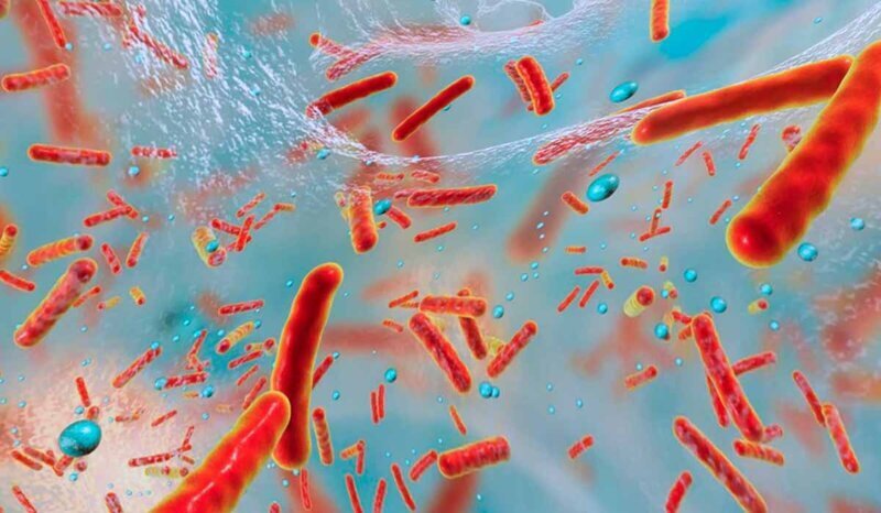 У бактерий сложная коллективная память