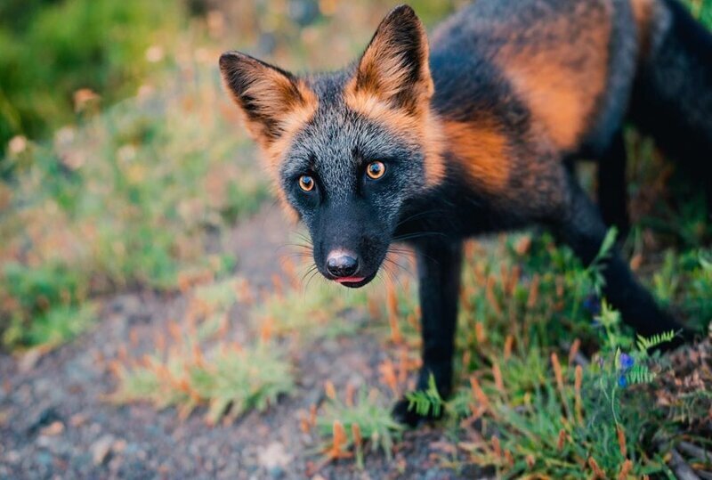 Фотограф Сэм Габи 8 недель снимал жизнь лисиц в канадском городе Твиллингейт