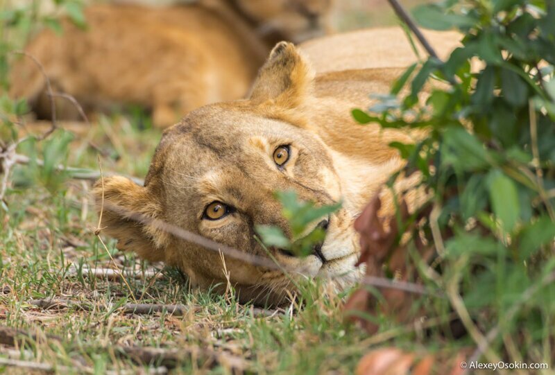 Африканские львы. Четыре года съемок