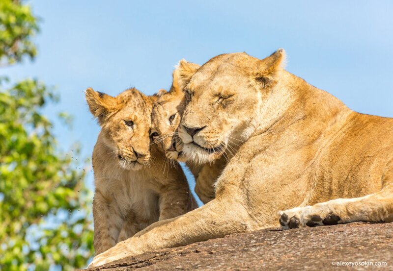 Африканские львы. Четыре года съемок