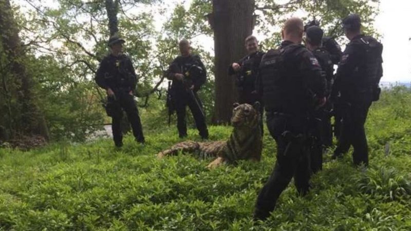 В Англии вооруженные полицейские пытались «поймать» скульптуру тигра, которая напугала людей