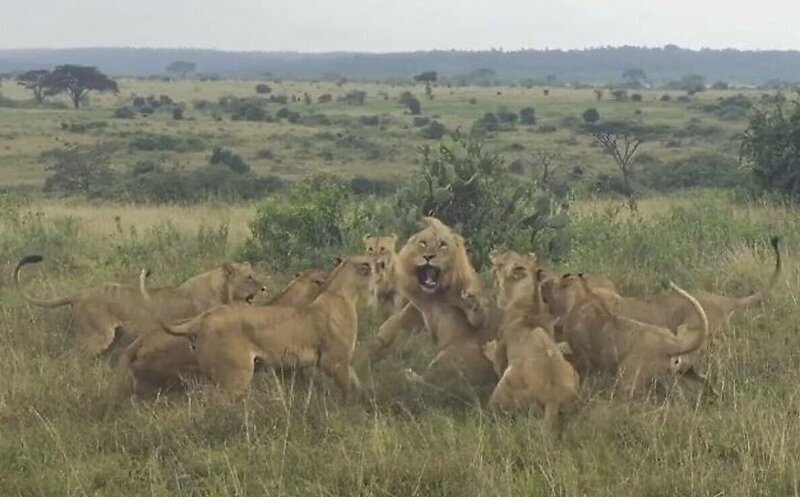Львицы напали на зашедшего на их территорию льва