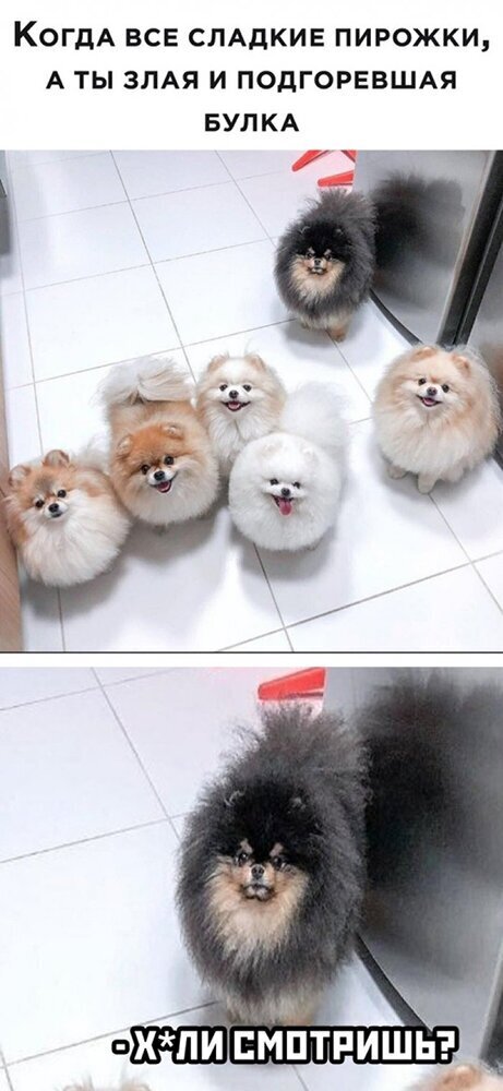 Прикольные и смешные картинки