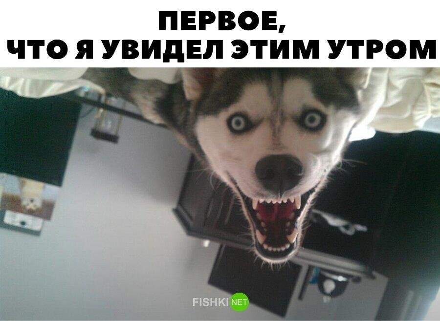 Прикольные и смешные картинки от Димон за 05 мая 2020 09:23