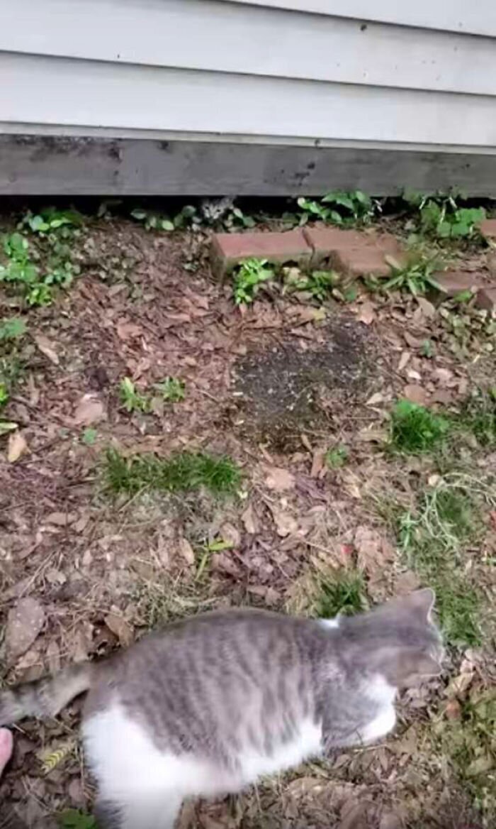 Бездомная кошка доверила кормившей ее женщине судьбу своих котят