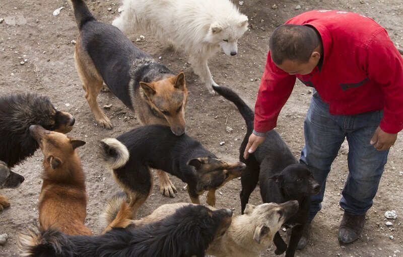 Любимые собаки китайцев. Животное миллионер. Животные миллионеры