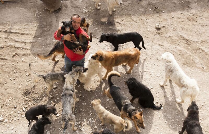 Китайский миллионер разорился из-за собак