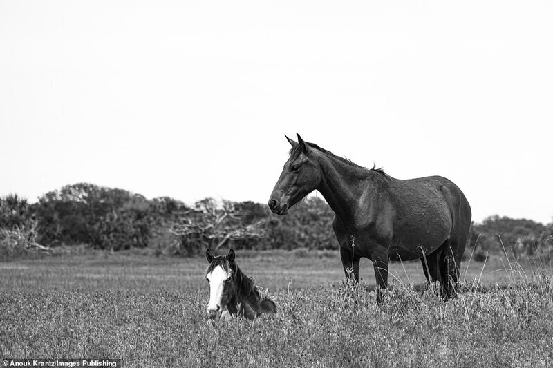 Волшебные фотографии лошадей, которые живут на острове Камберленд