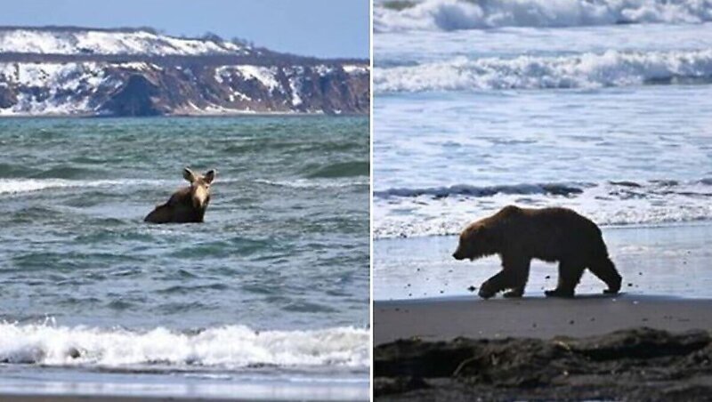На Камчатке медведь погнался за купающимся в бухте лосем
