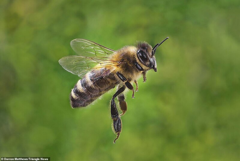 Пчела в полете: