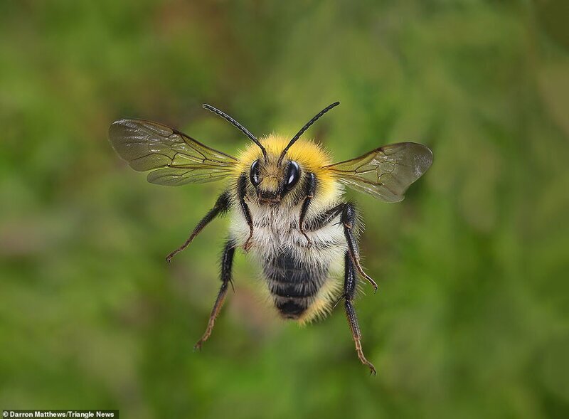 В Великобритании насчитывается 19 видов пчел, 68 — в Европе и более 300 — в мире.