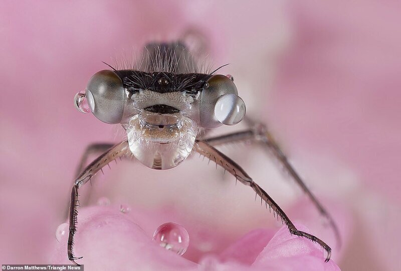 Стрекозы — отряд древних летающих насекомых, насчитывающий в мировой фауне свыше 6650 видов.