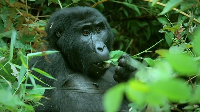 "Что за зверь?": в стаю горилл подселили невероятно реалистичного робота-шпиона