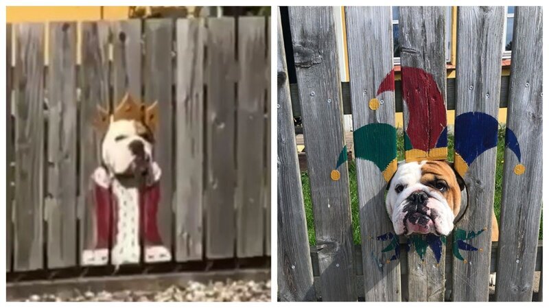 Окно в заборе для собаки фото