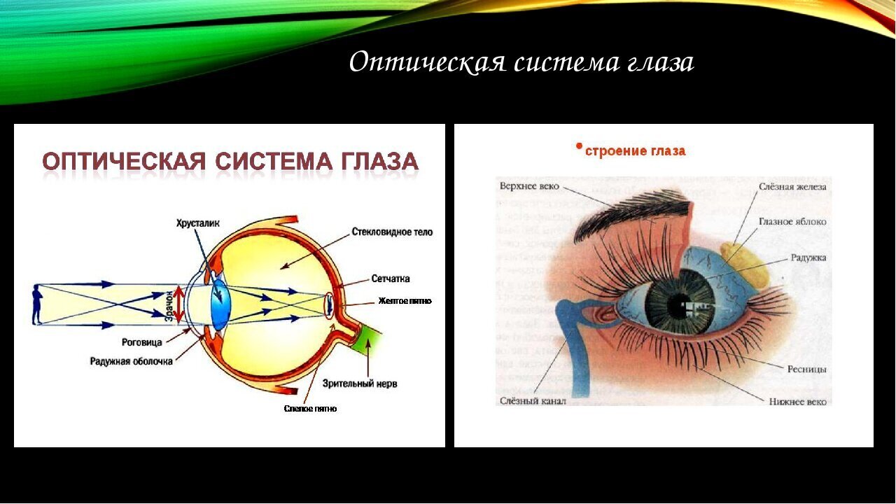 Ход лучей глаза человека. Строение оптической системы глаза. Оптическая система глаза строение глаза физика. Схема строения глаза физика. Строение глаза анатомия оптическая система.